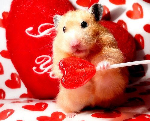 귀여운 동물 발렌타인데이 배경화면
(Cute Animals Valentine’s Day Wallpaper)