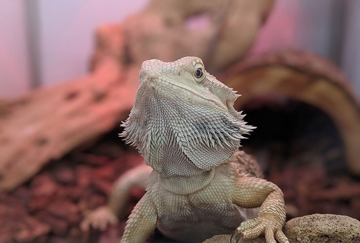 내 근처 파충류 판매점 찾기 (Where to buy pet reptiles near me)