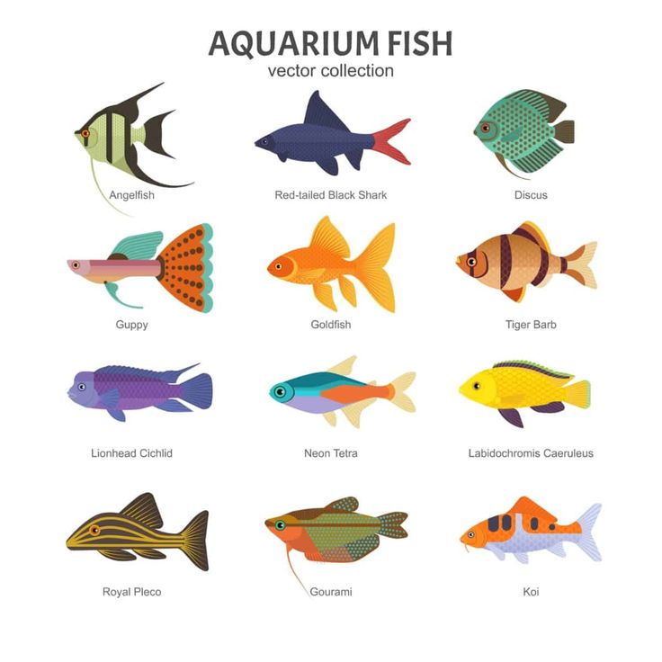 다양한 어항 물고기 종류 알아보기 (Different types of aquarium fish)