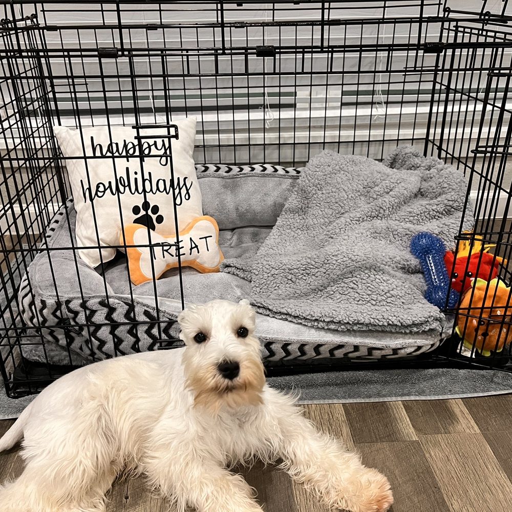 댈러스 애완동물 미용 전문 (Pet Grooming Dallas)