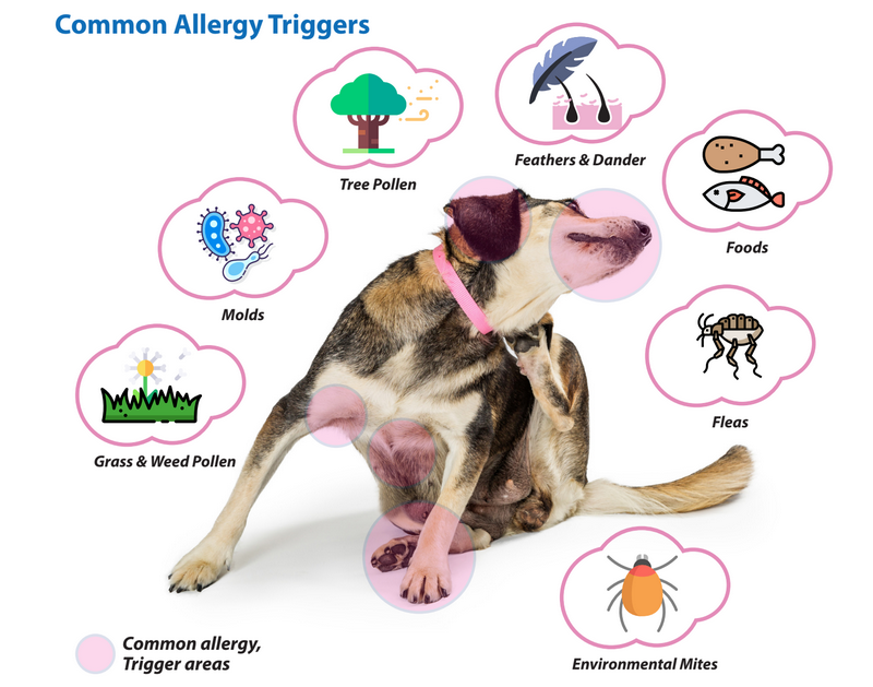 동물 알레르기 얼마나 오래 지속될까요? (How long do animal allergies last?)