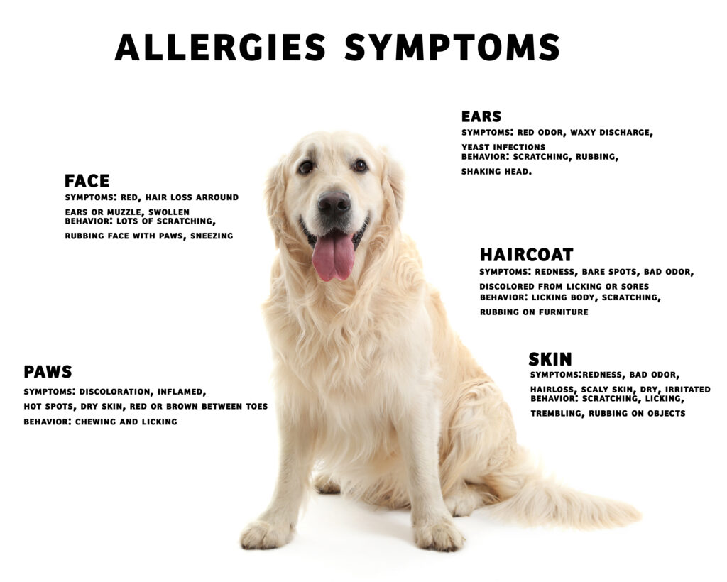 동물 알레르기 치명적일 수 있나요? (Are animal allergies deadly?)
