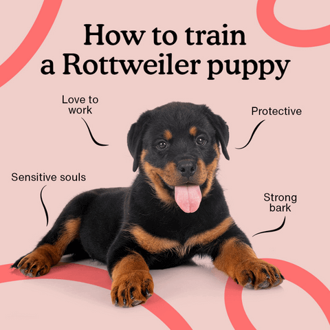로트와일러 강아지 훈련 방법 배우기 (How to train a rottweiler puppy)