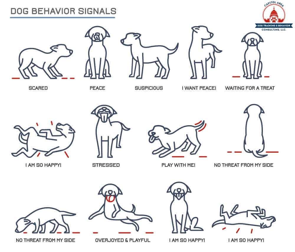 반려견 행동 이해와 훈련 in domesticated dogs