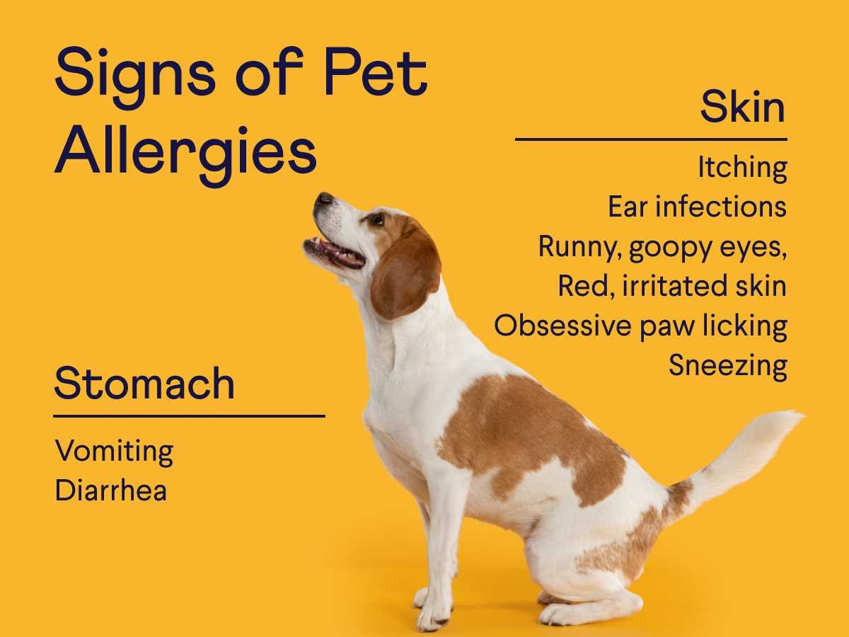 반려동물 알레르기 최고의 비강 스프레이
(Companion animal allergy best nasal spray)