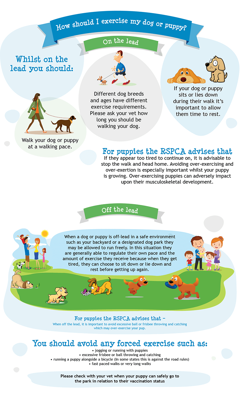 비 오는 날 강아지 산책 팁 및 주의사항
(Rainy Day Dog Walk Tips and Precautions)
