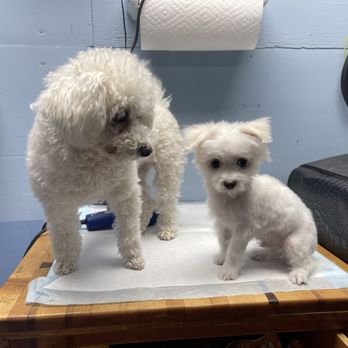 아이오와시티 애견미용 전문 (Pet Grooming Iowa City)