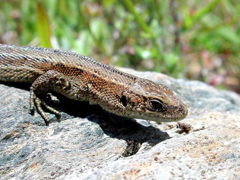 아일랜드 애완 도마뱀 찾기 (Pet Lizard Ireland)