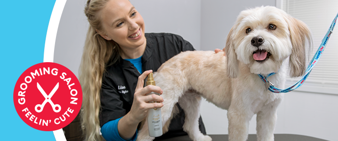 알링턴 TX 애완동물 미용 전문 (Pet Grooming Arlington TX)