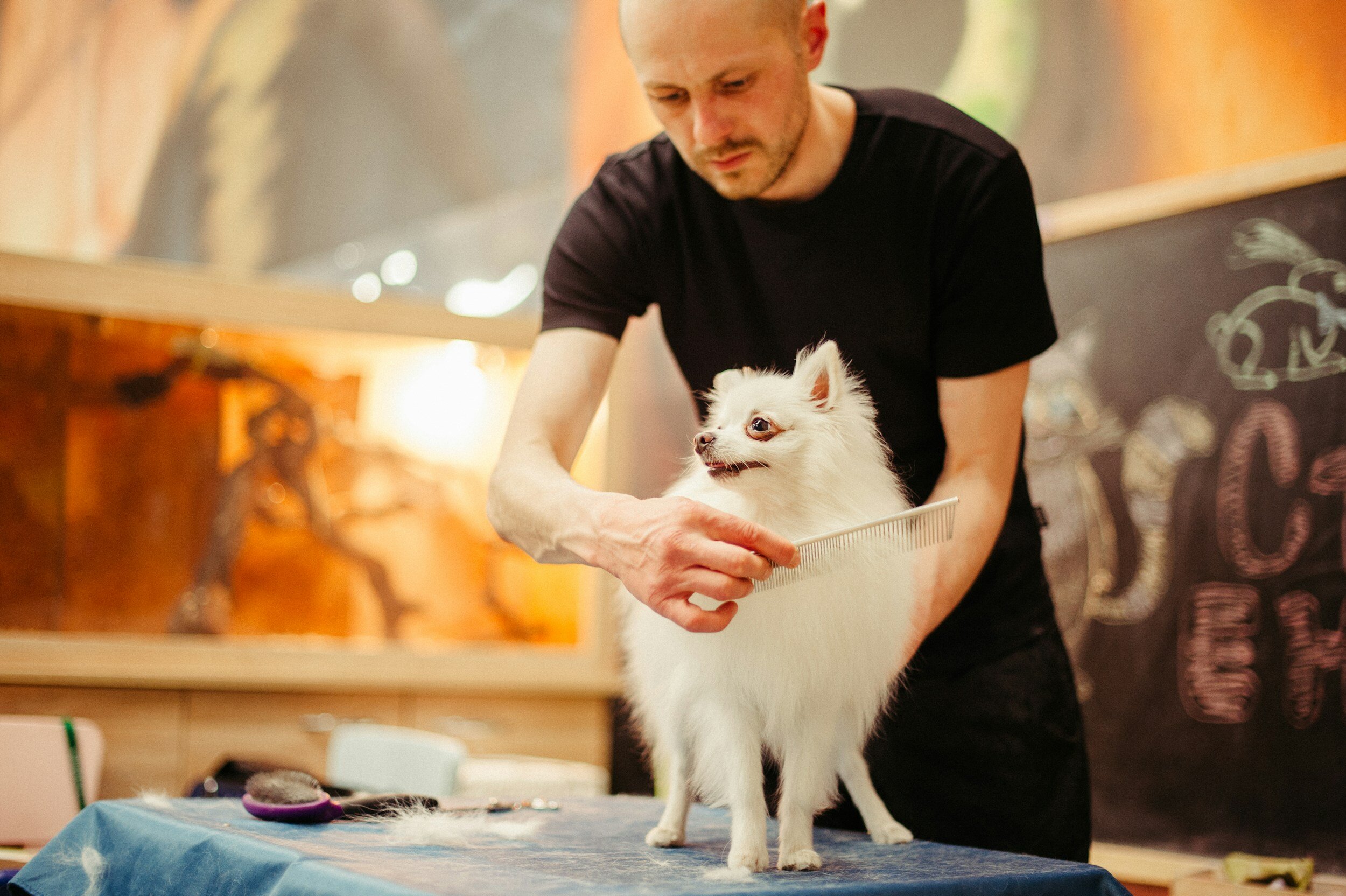 어퍼 웨스트 사이드 애완 동물 미용
(Upper West Side Pet Grooming)