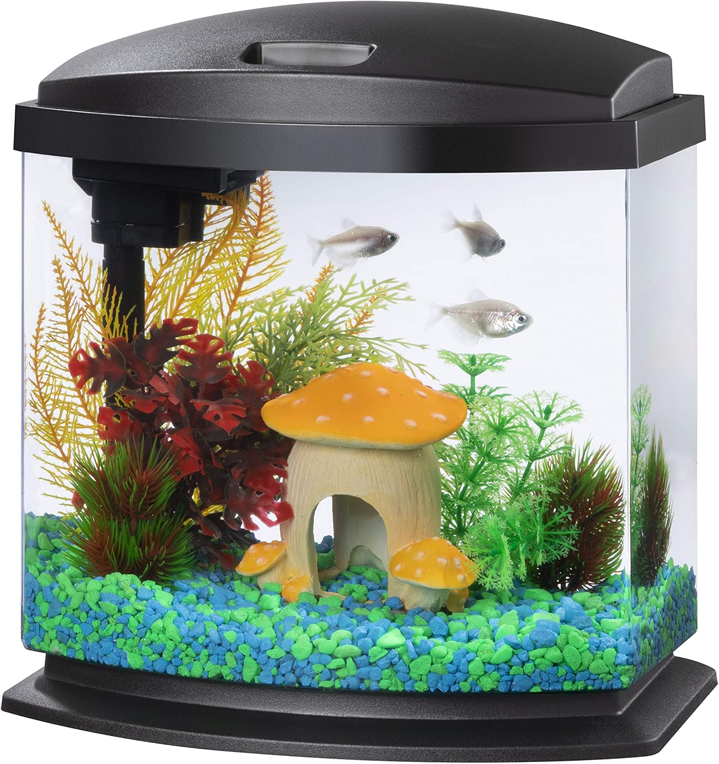 어항 물고기 온라인 경매 입찰하세요
(Eo-hang mulgogi online gyeongmae ibchalhaseyo) – Aquarium fish online auction bid now