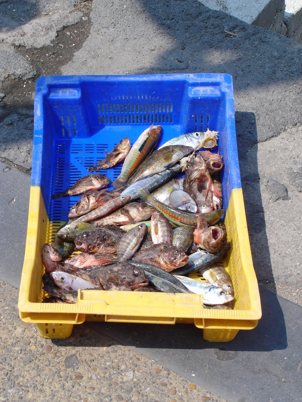 어항 물고기 온라인 무료 배송
(Aquarium fish online free shipping)
