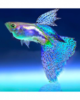 온라인 수족관 물고기 구매처
(Online aquarium fish buying place)