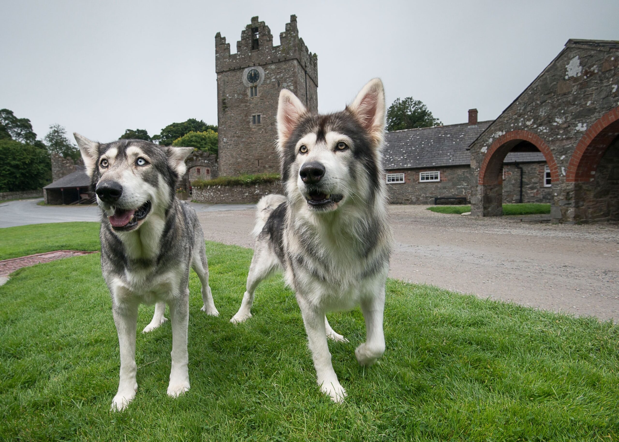 왕좌의 게임 개: 품종과 운명
(Game of Thrones Dogs: Breed and Fate)