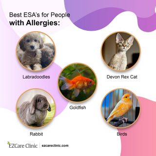정서적 지원 동물 알레르기 관리 및 해결
(Emotional support animal allergies management and solutions)