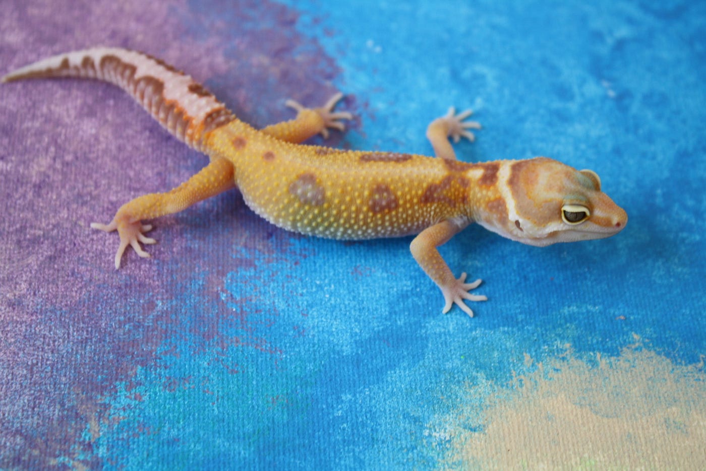초보자를 위한 최고의 애완 파충류 선택 가이드 (Starter Pet Reptiles)