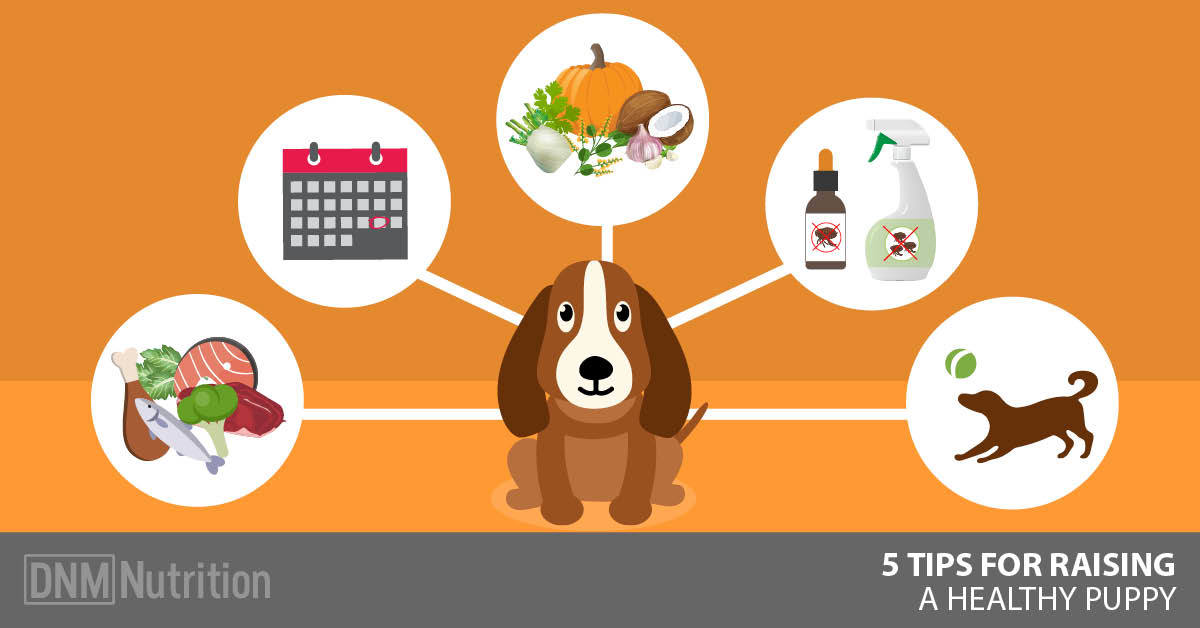 최고급 사료로 건강한 강아지 키우기 (Quality Dog Food)