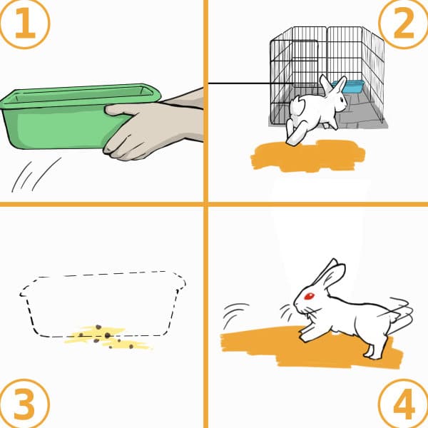 토끼 배변 훈련: 성공 가이드
(Rabbit Litter Training: Success Guide)