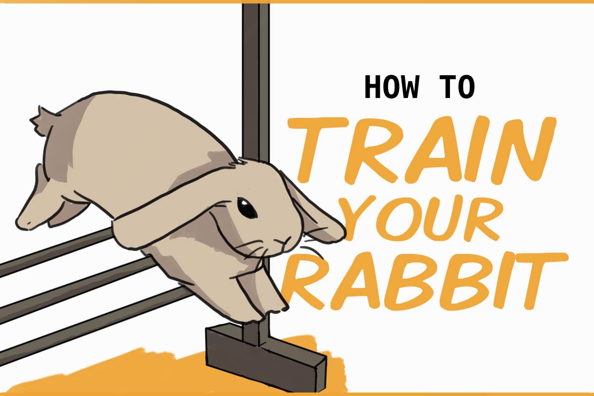 토끼 점프 훈련 방법 (How to Train a Rabbit to Jump)