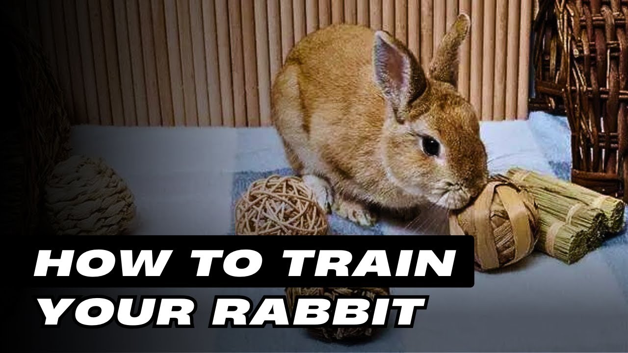 토끼 훈련 방법: 단계별 가이드 (Train My Rabbit)