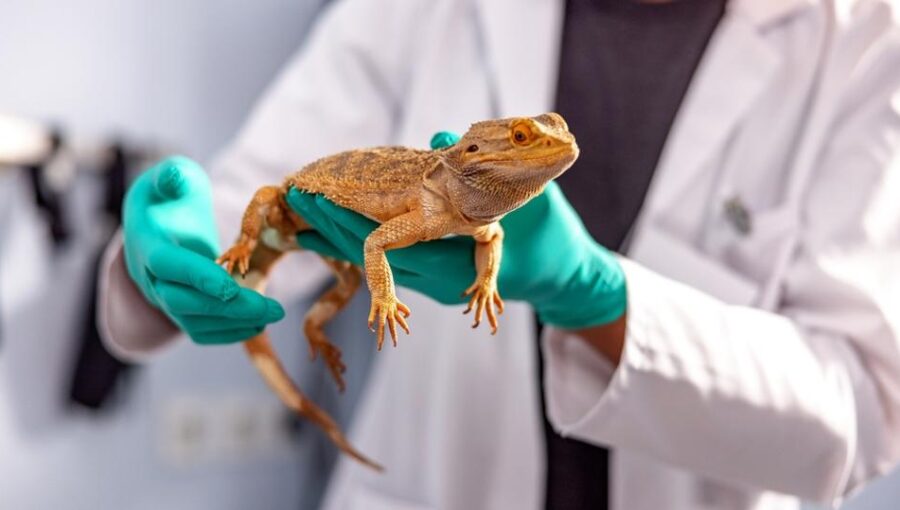 파충류 최고의 반려동물 보험 (Best Pet Insurance for Reptiles)