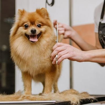 펫 그루밍 어퍼 말보로 MD 최고샵
(Pet grooming Upper Marlboro MD best shop)