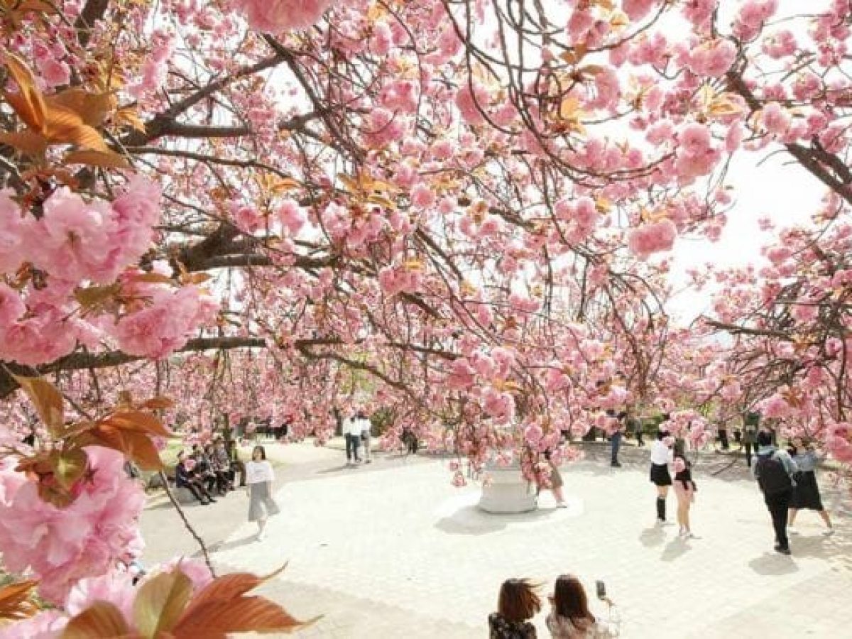 4월 서울 여행: 완벽 가이드 (Visit Seoul in April)