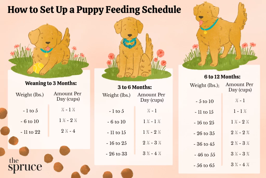 5주 강아지 배변 훈련 방법 (How to potty train a puppy at 5 weeks)
