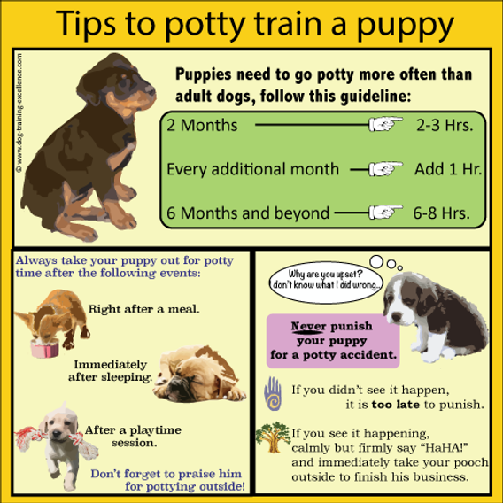 6개월 강아지 배변 훈련 방법 (How to potty train a 6 month old puppy)