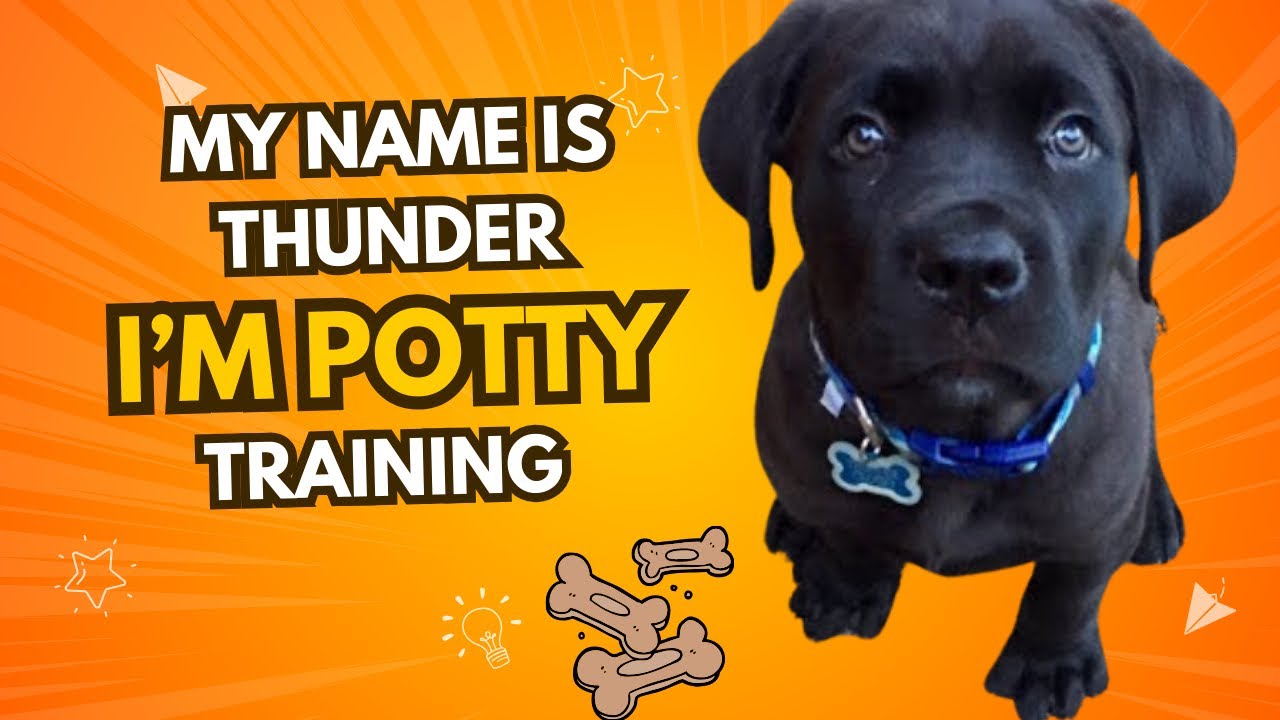 8주 강아지 배변 훈련 방법 (How to potty train a puppy 8 weeks old)