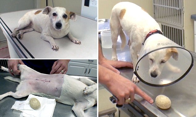 강아지 신장 결석 치료 방법 (Kidney stone treatment dogs)