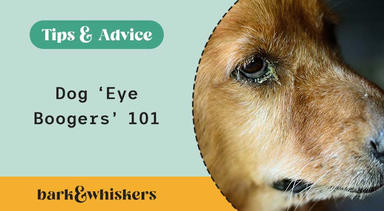 강아지 알레르기 녹색 눈곱 원인과 해결
(Dog allergies green eye discharge cause and solution)