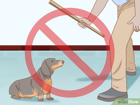 강아지 암 치료 방법 (How do you treat dog cancer)