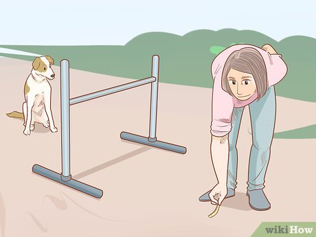 강아지 점프 훈련하기: 쉬운 방법 (Puppy Jump Training: Easy Method)