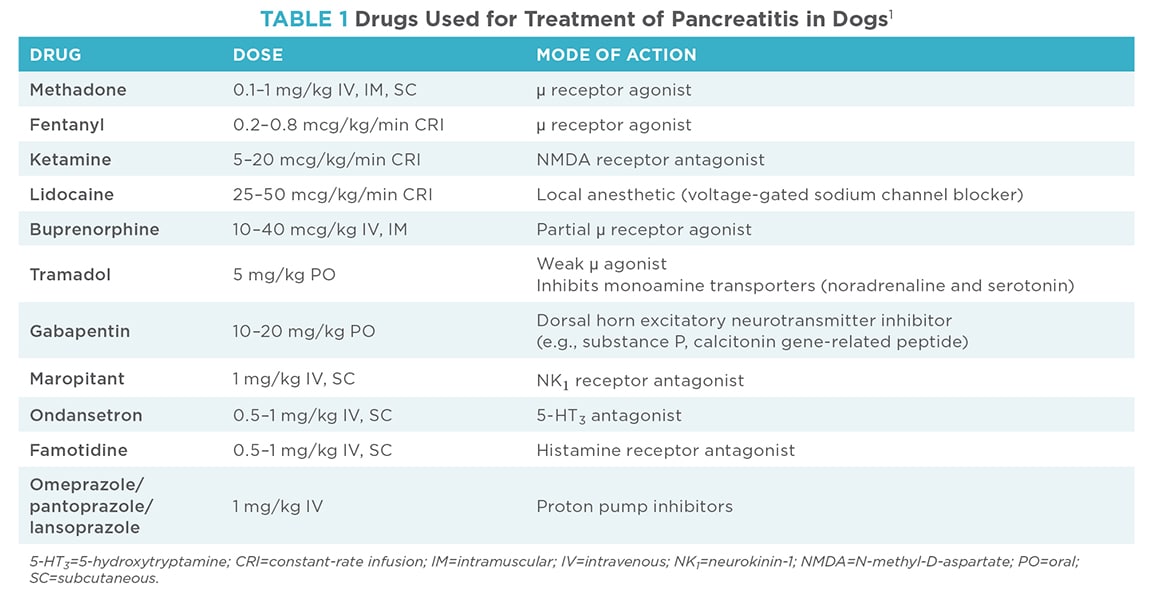 강아지 췌장염 치료 방법 (Treatment for Dogs with Pancreatitis)