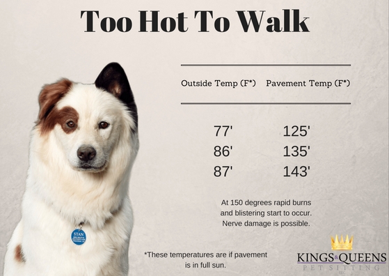 강아지 폭염 시 대처법 (Dogs in 100 Degree Heat)
