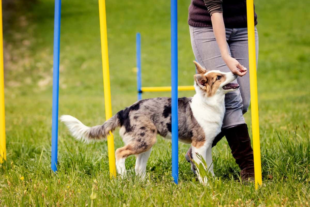 강아지 훈련 언제부터? (From what age can you train a puppy?)