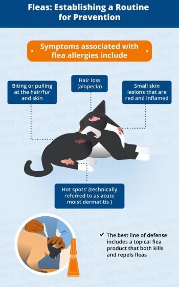 고양이 알레르기 대처법 (Cat Allergies What To Do)