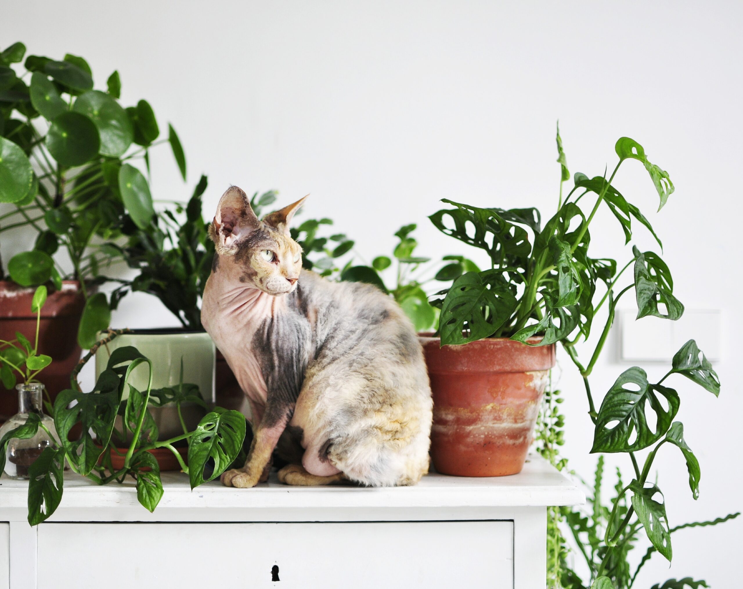 고양이가 좋아하는 안전한 집 식물 (House plants cats love)