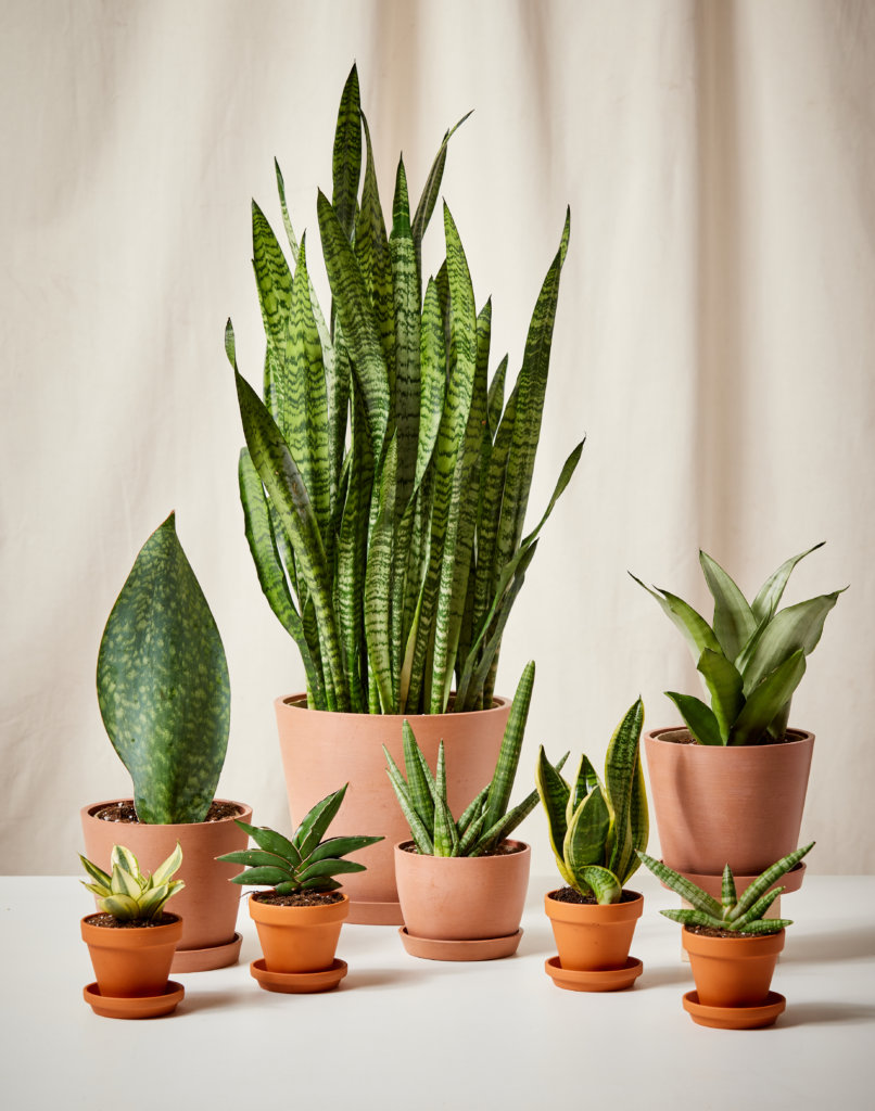 고양이에게 안전한 쉬운 식물 키우기 (easy houseplants not toxic to cats)