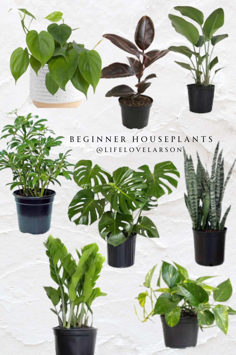고양이에게 안전한 쉬운 실내 식물
(goyangiege anjeonhan swiun sillnae singmul)

*Literal Translation: Cats to safe easy indoor plants*

*More natural English translation: Easy Houseplants Safe for Cats*