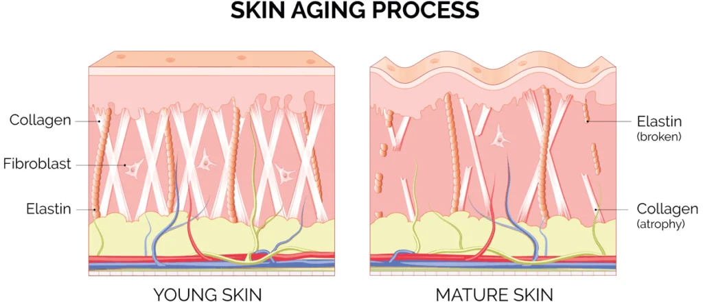광채나는 안티에이징 효과로 젊어지는 피부
(Radiant glow anti-aging effect for youthful skin)