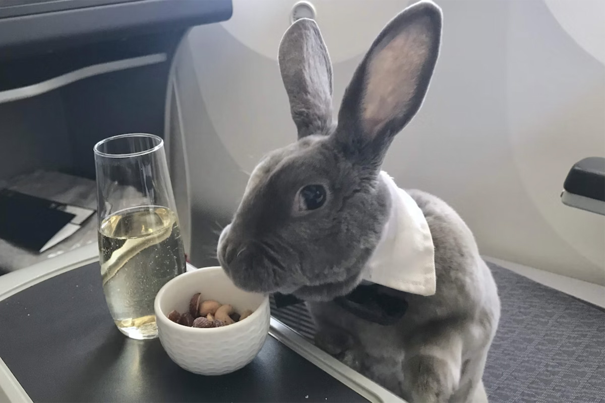 기차에 토끼 데리고 탈 수 있나요? (Can we take rabbit in train?)