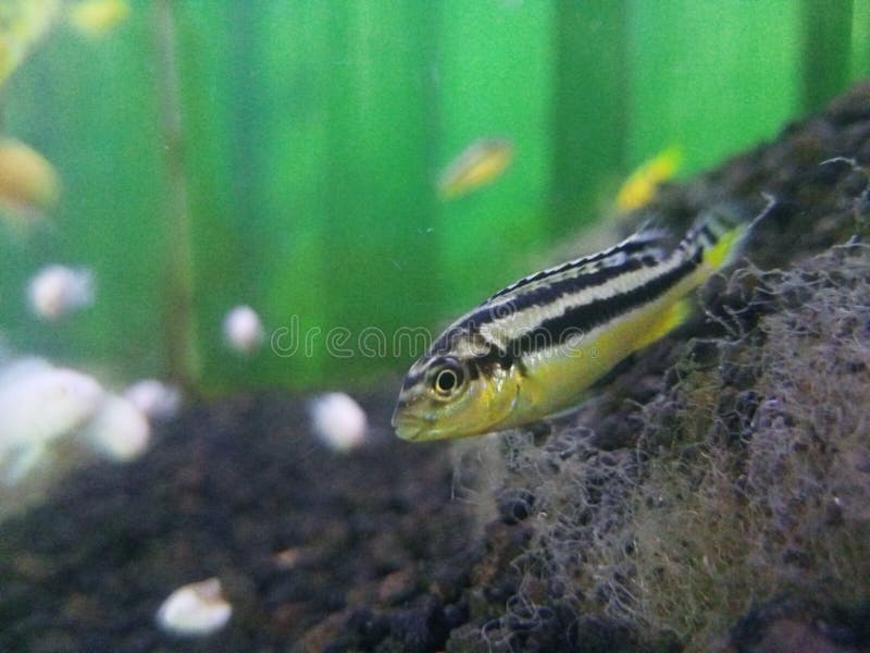 노랑검정 줄무늬 관상어 키우기
(Yellow Black Striped Aquarium Fish Raising)