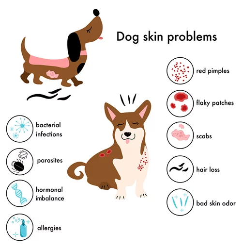 동물 알레르기 발진: 원인 증상 및 치료
(Animal allergy rash: Causes, symptoms, and treatment)