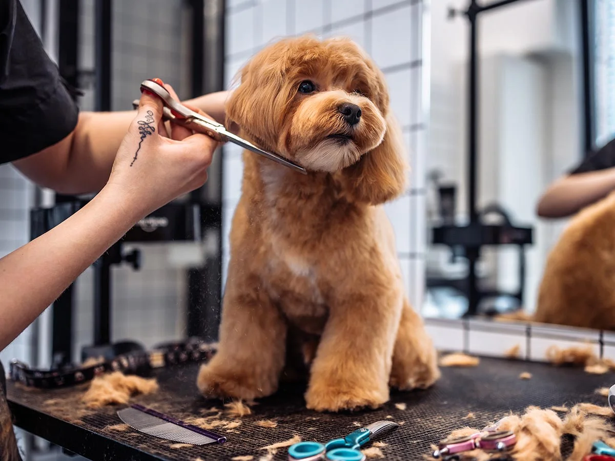 로체스터 NY 애완동물 미용 (Pet Grooming Rochester NY)