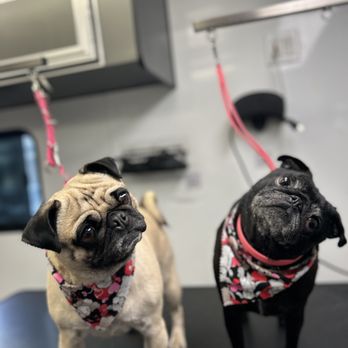 리버사이드 애견미용 전문 케어
(Riverside pet grooming professional care)