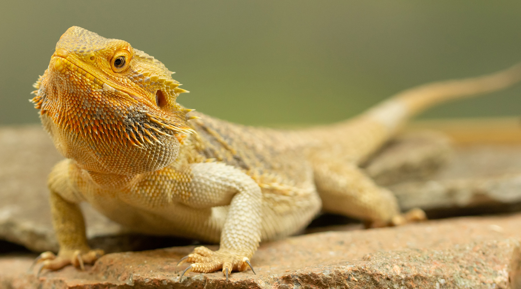 미니 드래곤 애완 도마뱀 키우기 (Pet lizard looks like dragon)