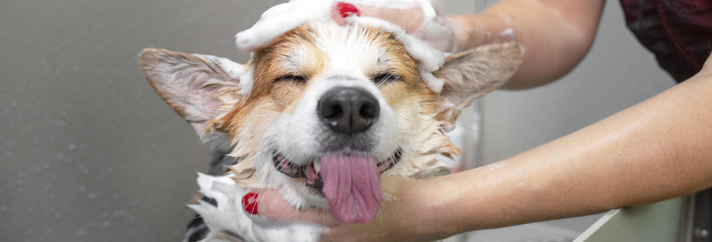 미들랜드 텍사스 애완동물 미용 (Pet Grooming Midland TX)