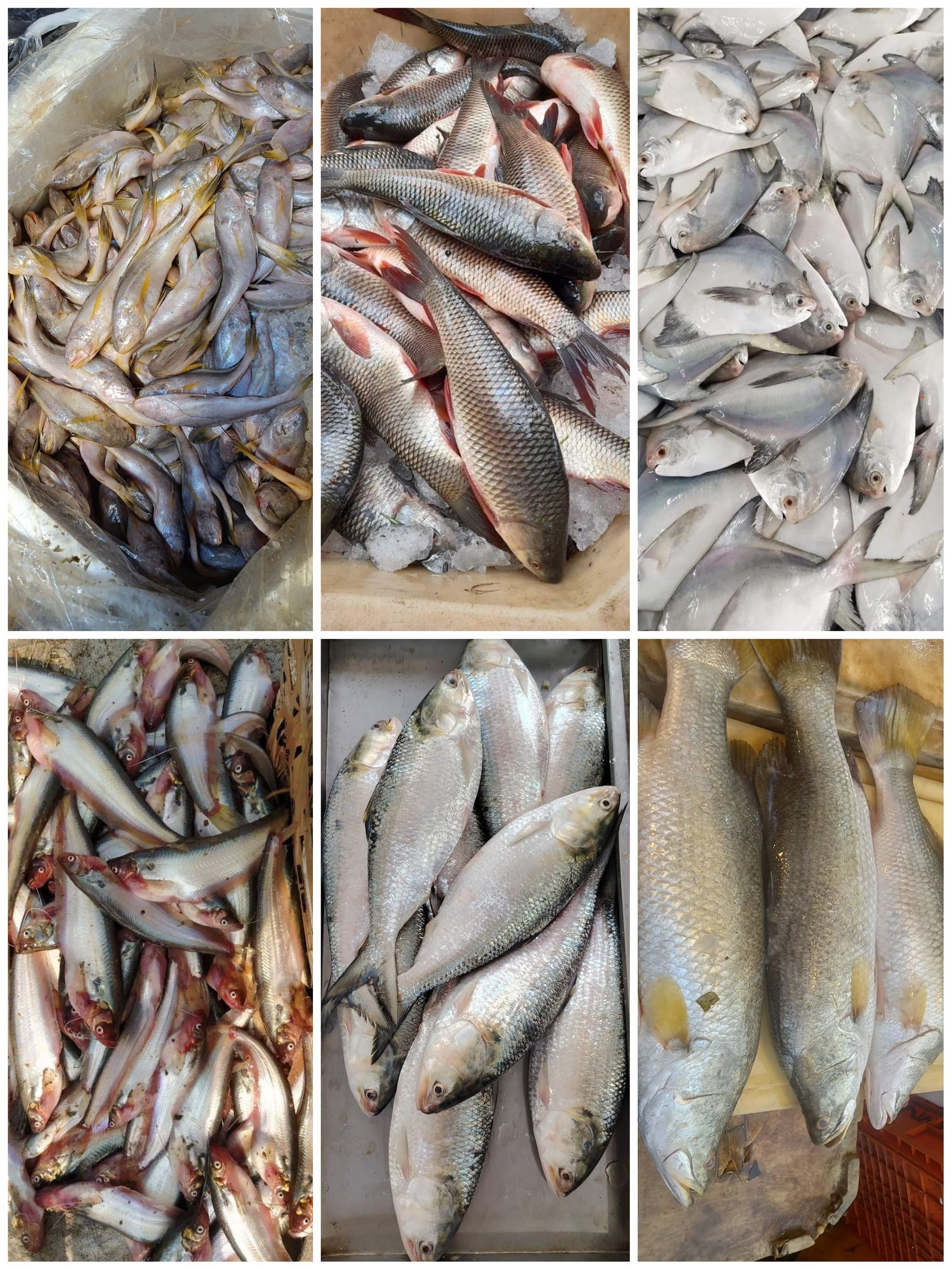 실롱 피쉬 아쿠아리움 가이드